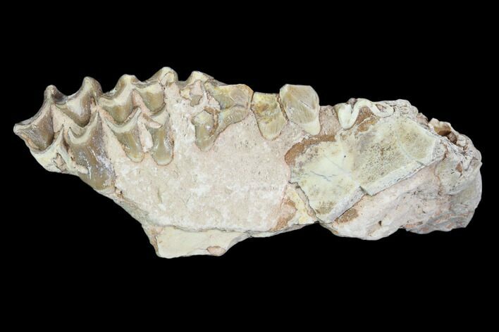 Oreodont (Leptauchenia) Jaw Section - South Dakota #101833